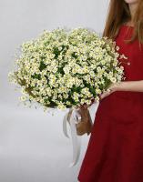 Букет из 25 ромашек 