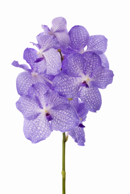 Орхидея Ванда Kanchana Angelite