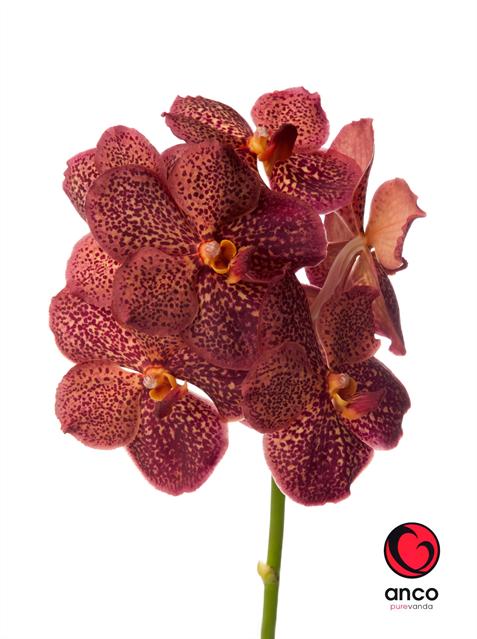 Орхидея Ванда Sunanda Lava