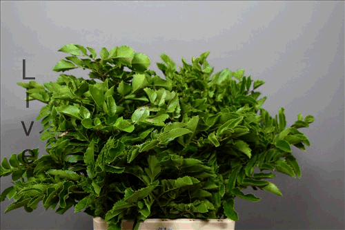 Олеария крупнозубчатая Olearia Macrodonta Олеария крупнозубчатая Olearia Macrodonta