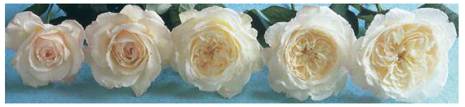 Раскрывающиеся пионовидные розы Дэвид Остин