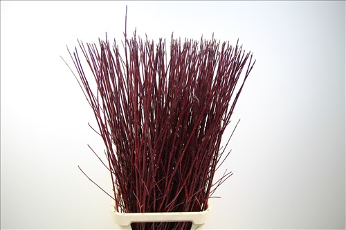 Дерен Alba Sibirica Red Дерен Alba Sibirica Red