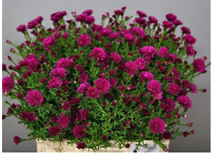Астра Royal Ruby Астра Royal Ruby