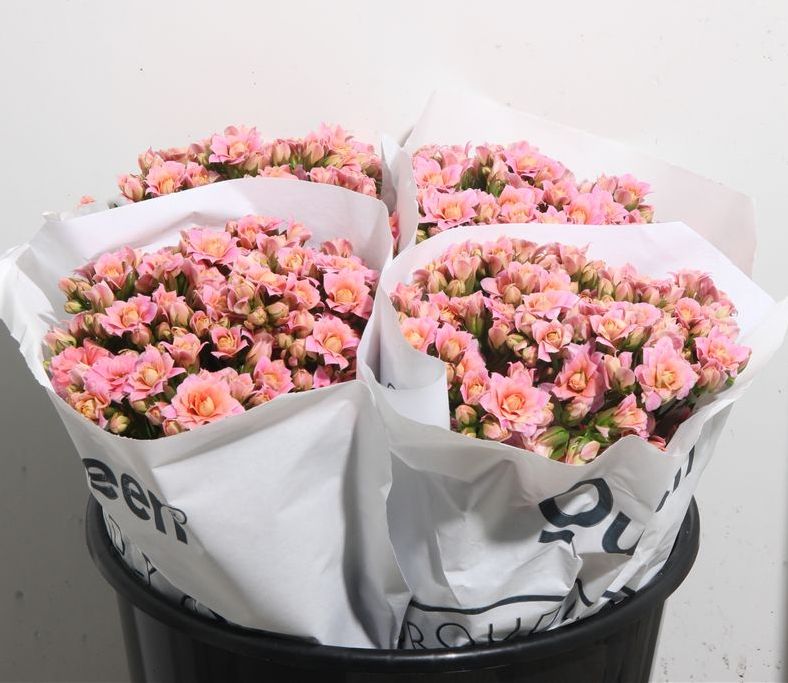 Каланхое Pink Meadow Каланхое Pink Meadow