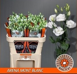 Эустома Arena Mont Blanc Эустома Arena Mont Blanc
