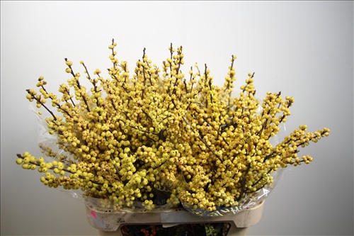 Илекс Citronella Илекс Citronella