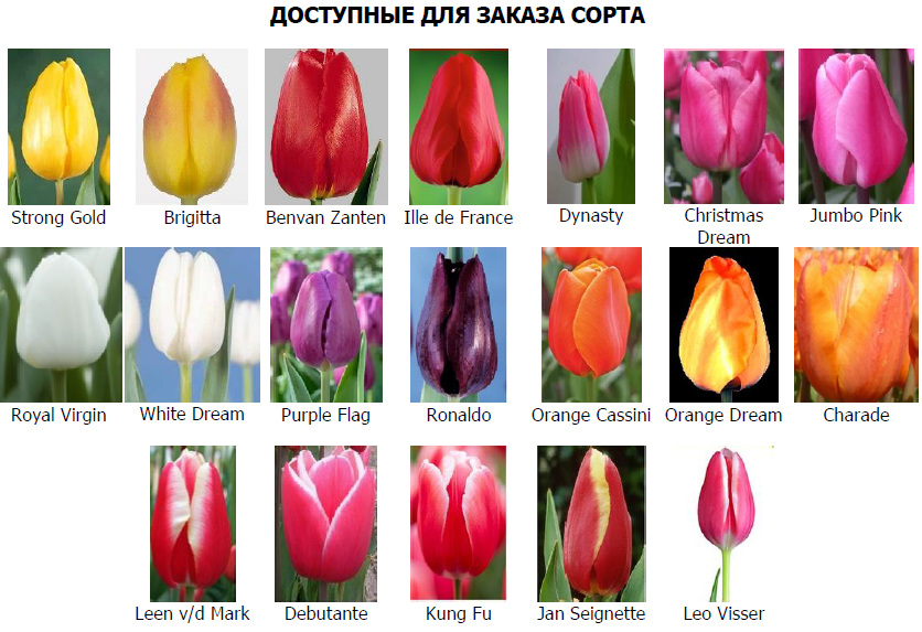 Предложение по тюльпанам к 8 марта 2019 года