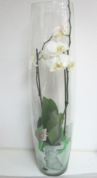 Орхидея Фаленопсис в вазе
