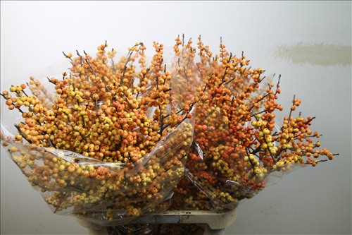 Илекс Verticillata Ilexia Julia Илекс Verticillata Ilexia Julia