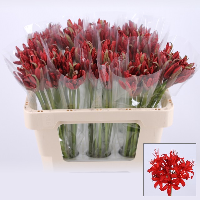 Нерине Lydia Red Нерине Lydia Red