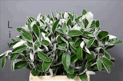 Крестовник Senecio Sunshine Крестовник Senecio Sunshine