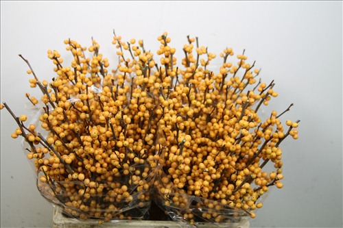 Илекс Golden Verboom Илекс Golden Verboom