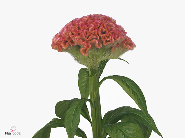 Целозия Pink Delight Целозия Pink Delight