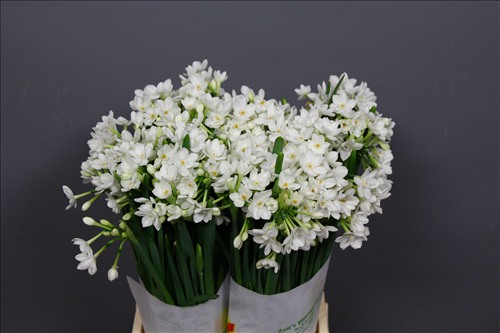 Нарцисс кустовой PaperWhite Нарцисс кустовой PaperWhite