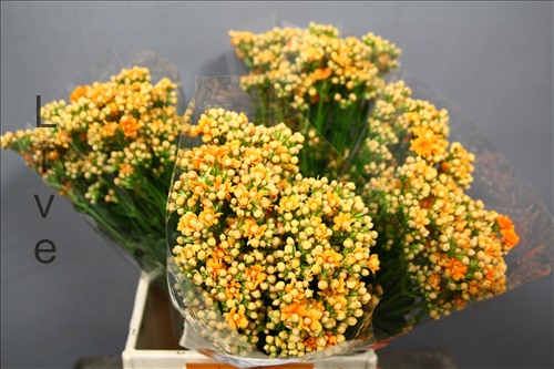 Каланхое Warm Yellow Meadow Каланхое Warm Yellow Meadow