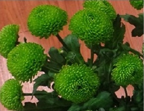 Хризантема кустовая Code Green Хризантема кустовая Code Green