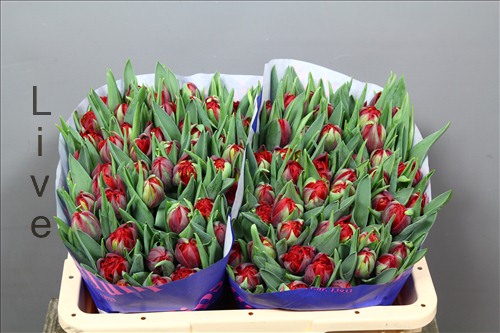 Тюльпаны Red Princess Peony Double Тюльпаны Red Princess Peony Double