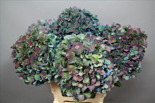 Гортензия Pimpernel Antique Гортензия Pimpernel Antique