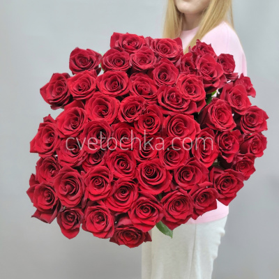 51 бордовая роза Эквадор 80 см