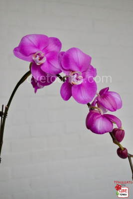 Орхидея фаленопсис в горшке с доставкой в Челябинске 