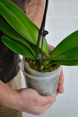 Орхидея фаленопсис в горшке