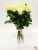 Акция! 25 роз Эквадор 60 см. Разные цвета