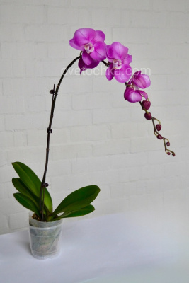 Орхидея фаленопсис в горшке