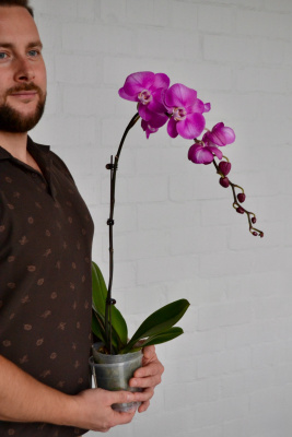 Орхидея фаленопсис в горшке