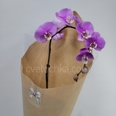 Орхидея фаленопсис с крафтовым оформлением